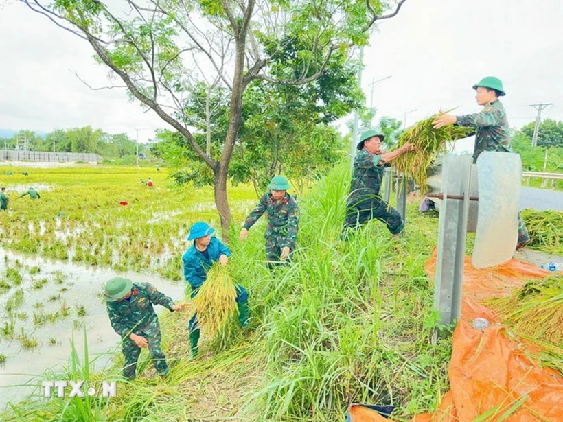  Nông dân Bạc Liêu gặp khó khi thu hoạch lúa do mưa lớn kéo dài 