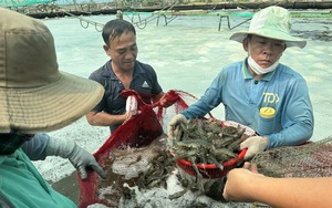 Bình chọn Nông dân Việt Nam xuất sắc 2024: Ấn tượng với nông dân có 500ha đất, thu nhập hàng chục tỷ đồng/năm