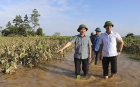 Cơ duyên nào dâu tằm bén đất Trấn Yên?