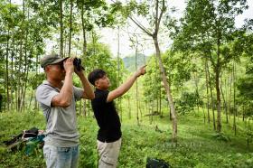 Thợ săn vượt suối, trèo cây cao vút giữa rừng già để “ăn” mật ong rừng tại Phú Thọ