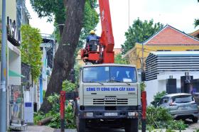 TP.HCM đốn hạ loạt cây xanh &quot;hù&quot; người đi đường