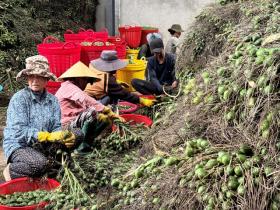  Xứ ngàn cau trúng lớn