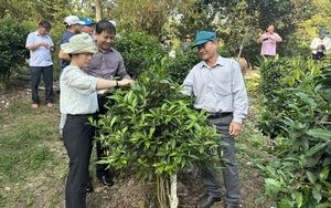 Hội Nông dân Phú Yên sáng tạo trong cách nghĩ, cách làm giúp nông dân thoát nghèo bền vững