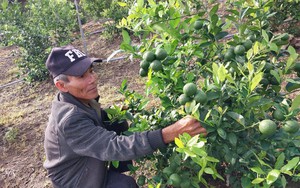 Hội Nông dân Phú Yên sáng tạo trong cách nghĩ, cách làm giúp nông dân thoát nghèo bền vững