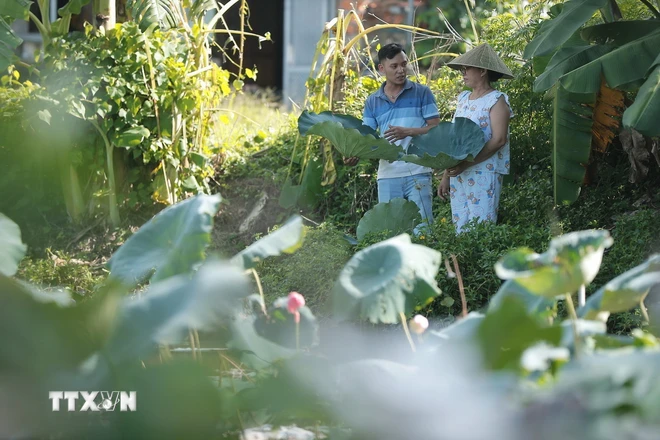  Nón lá sen - sản phẩm độc đáo xứ Huế 